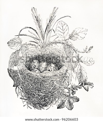 Engraving of nest of european songbird from knight\'s pictorial museum of animated nature, published 1844