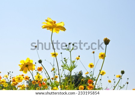 Beautiful flower and sky