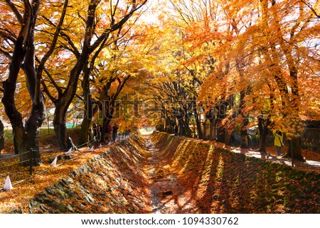 the beautiful autumn color of Japan maple \
leaves in Maple corridor (Momiji Kairo) at autumn season,Kawaguchiko, Fujiyoshida, Yamanashi, Japan