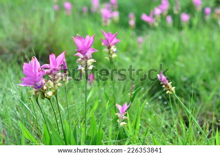 Wild siam tulips blooming in the jungle