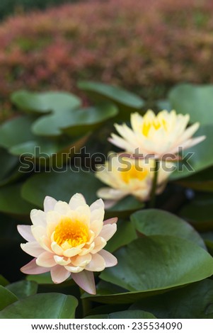 light pink lotus flower on pond
