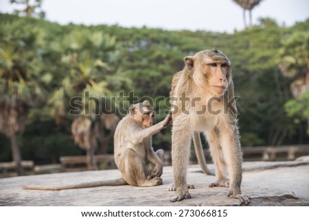 Long-tailed Macaque mother and son grooming body