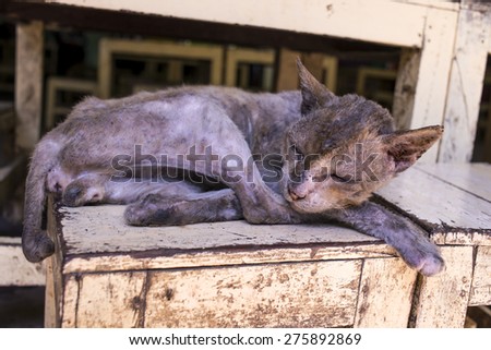 homeless Skinny sick cats sleep on wood chair