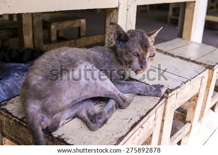 homeless Skinny sick cats wake up on wood chair