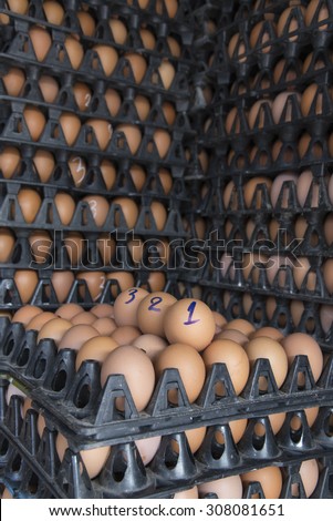 sort out/choose/ select with number from sizing, fresh chicken egg in the plastic package from chicken farm/, thailand