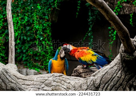 Colorful parrots in the forest