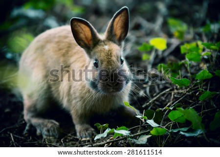 Rabbit bunny cute