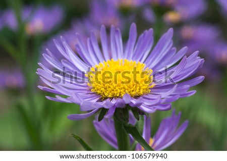 Violet Aster