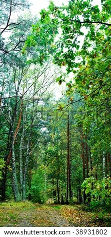 green path in deep forest
