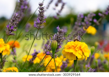 Honey bee on flowers