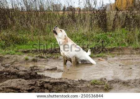 dirty dog sits in the puddle and howls