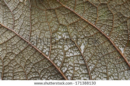 Abstract view of the veins in a wet leaf