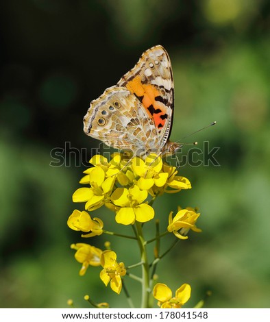 A Painted Lady butterfly (Vanessa cardui) feeding from a brassica flower in Doha, Qatar, Arabia, showing the markings on the underside of the wing