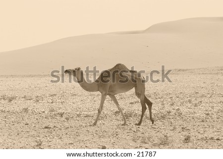 A camel in the Qatari desert, monochrome, sepia tinted, like an illustration in the old explorers\' books.