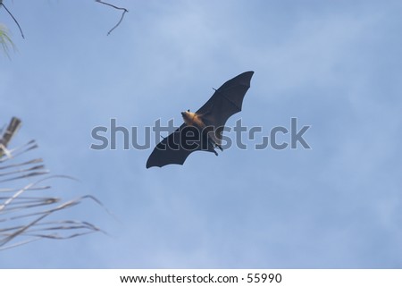 Seychelles fruit bat or \