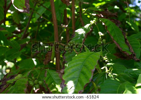 Coffee beans growing on a bush, Fregate Island, Seychelles