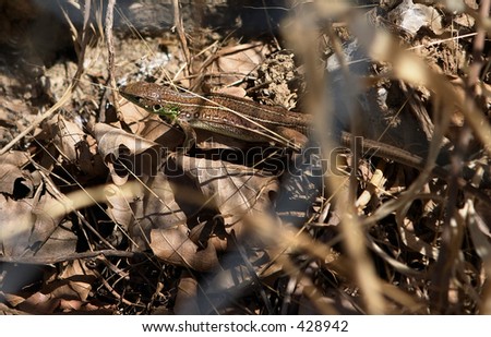 Balkan three-lined lizard. A juvenile, aged about five months.