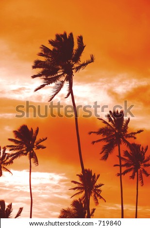 Palm trees silhouetted against the evening sky in Sri Lanka