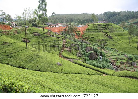A tea plantation in Sri Lanka. A Hindu temple and settlement are atop the hill in the background and workers (no identifiable faces) are making their way down the path into the tea fields.