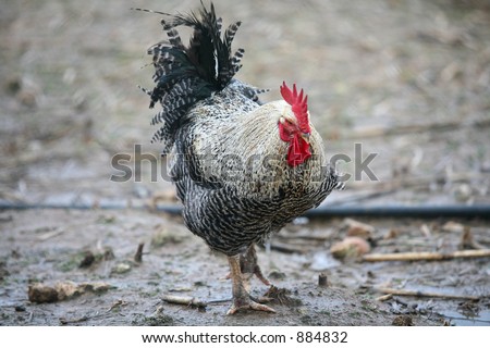 A cockerel on a free-range smallholding - a farming method that could be vulnerable to bird flu.