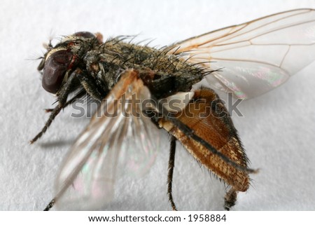 A dead housefly, extreme macro - you can count the lenses in its eye if you wish to.