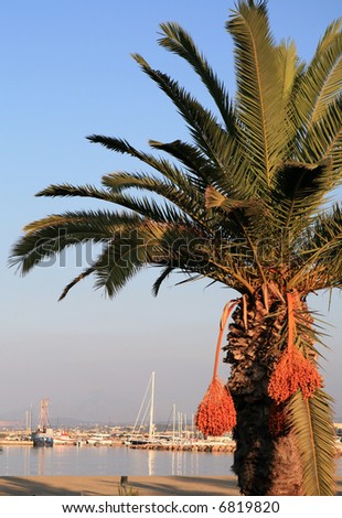 A Cretan palm tree (Phoenix theophrasti) with dates in front of the marina at Rethymnon, Crete.