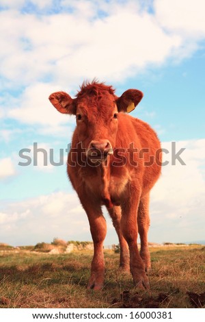 Portrait of a Jersey cow in a field in Southern England