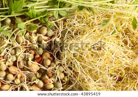 Assorted sprouted seeds - snow peas at the top, alfalfa on the right and assorted legumes including chickpeas, mung beans, and peas on the right. Great for a crunch sandwich or a stir-fry