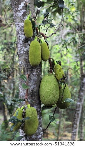 Jackfruit, claimed as the world\'s largest fruit,  growing on a tree in the Kerala jungle, India, where it is indigenous.