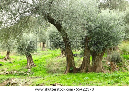An olive tree with three trunks in a grove in Crete, Greece. Older parts of the trees die back, leaving fresh shoots from the base creating strange results like this.