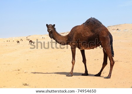 Camel Environment