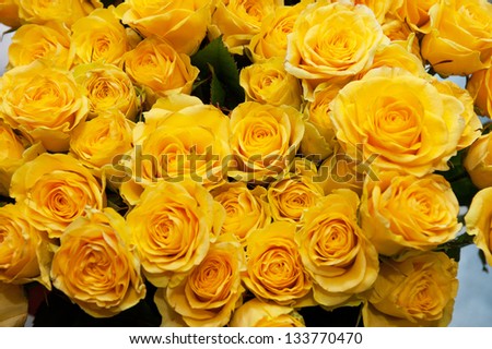 yellow natural roses background