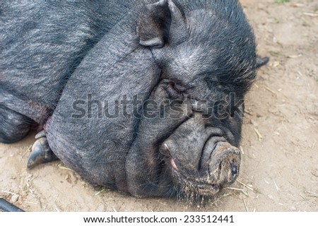 pig sleeping black pig closeup portrait