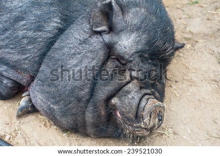 pig sleeping black pig closeup portrait