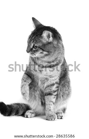 Playing black and white cat isolated on white