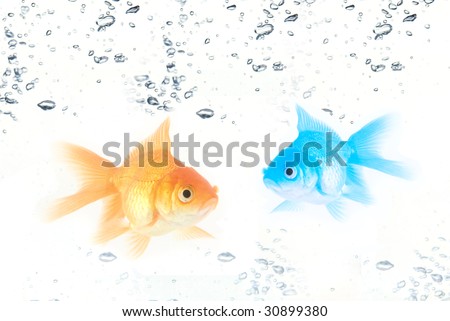 Fishes In Water. and blue fishes at water