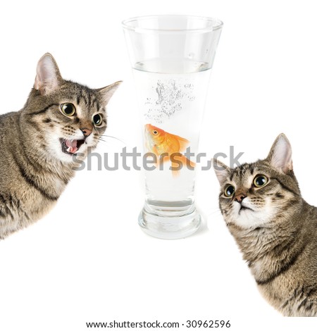 goldfish bowl and cat. stock photo : Two cats and