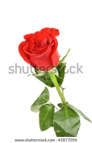 red rose flowers. stock photo : red rose flower