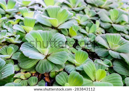 green duckweeds in marsh, plants
