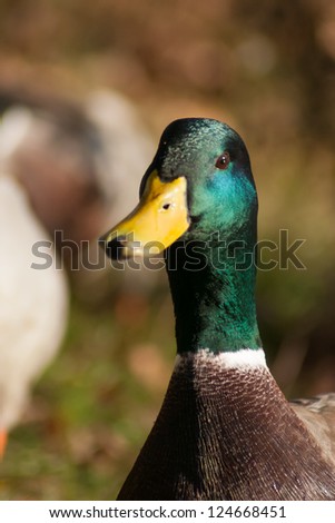 Face of a mallard duck
