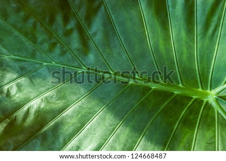 Large green tropical jungle leaf