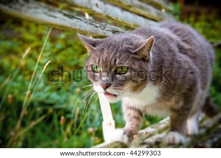 Cat Ready to Attack