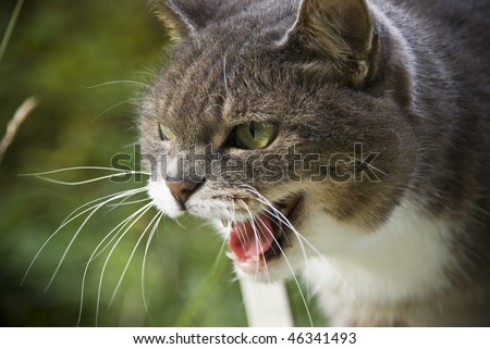 angry cat head closeup