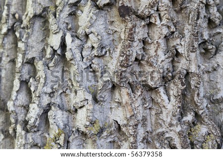 stock photo : nut tree bork