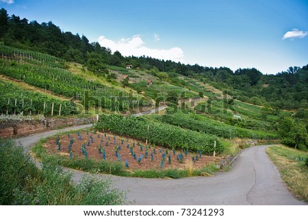 Vineyard in summer in south germany
