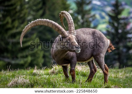 Very impressive animal that you can encounter in the Alps mountain