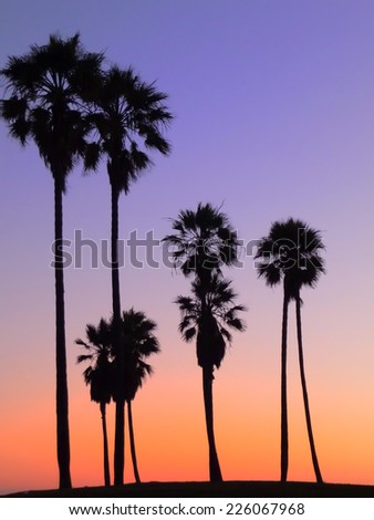 Gradient colors at dusk with palm trees shadows