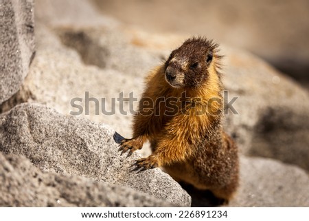 Standing marmot watching curiously in the middle of grey rocks