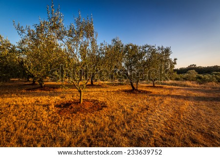 Olive tree field with blue sky and warm colors