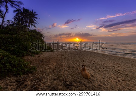 Dog watching the sunset on the beach on the North Shore of Oahu in Hawaii